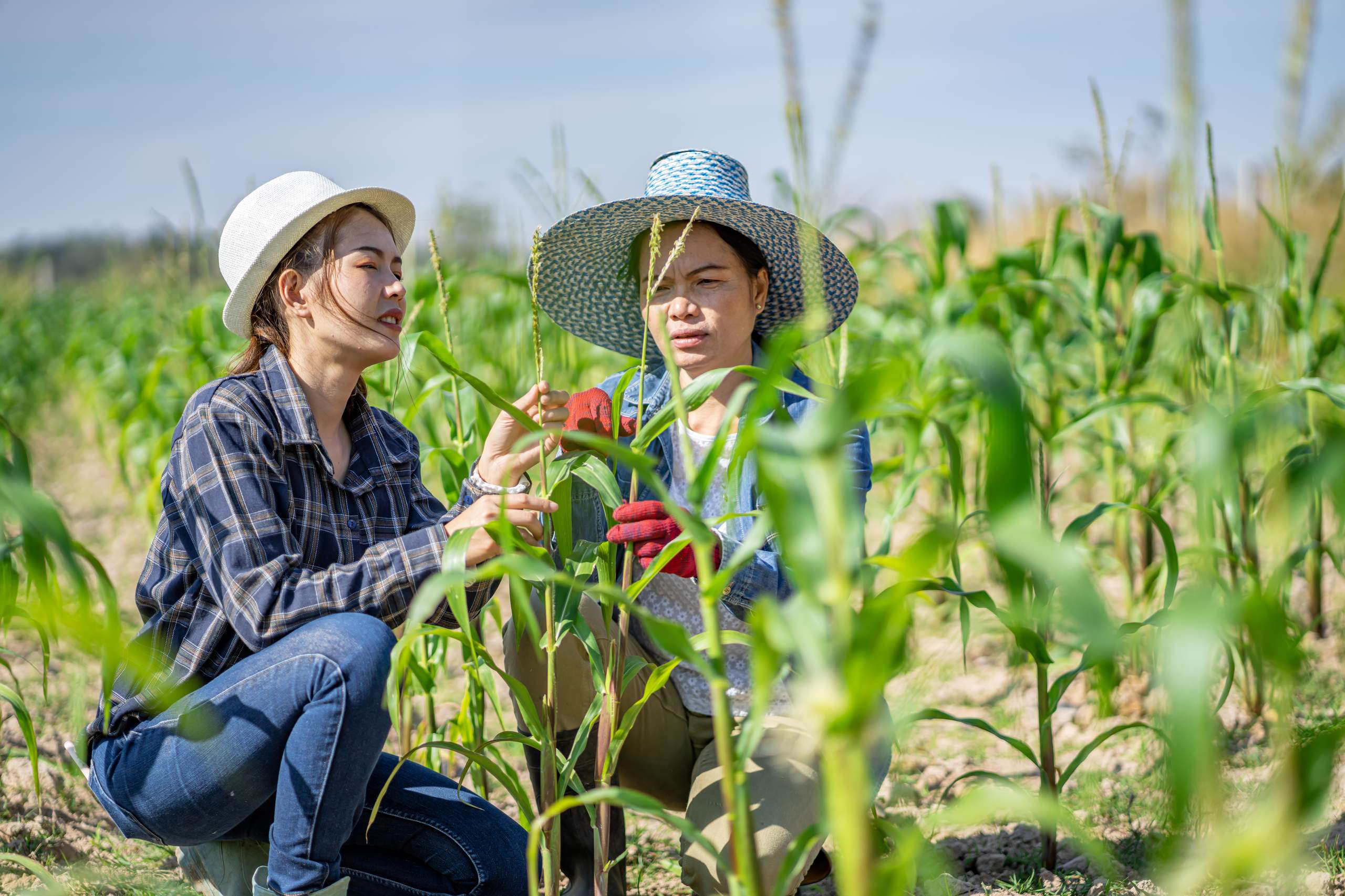 Effective Fertilizer Application for Strong and Productive Fields